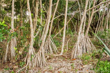 Queensland, Avustralya 'daki Daintree River Ulusal Parkı' nda tropikal yağmur ormanları. 