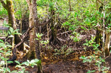 Queensland, Avustralya 'daki Daintree River Ulusal Parkı' nda tropikal yağmur ormanları. 