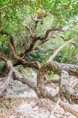 Queensland, Avustralya 'da tropikal yağmur ormanları. 