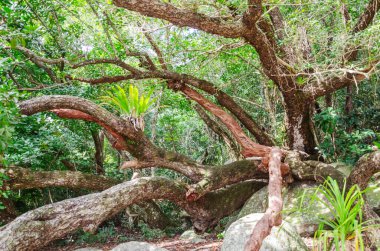 Queensland, Avustralya 'da tropikal yağmur ormanları. 