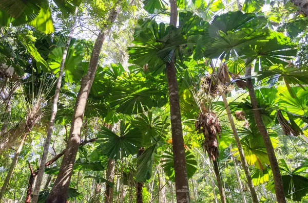 Queensland, Avustralya 'daki Daintree River Ulusal Parkı' nda tropikal yağmur ormanları. 