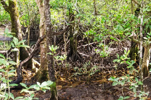 Queensland, Avustralya 'daki Daintree River Ulusal Parkı' nda tropikal yağmur ormanları. 