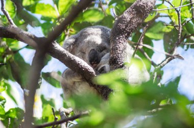 Queensland, Avustralya 'daki Magnetic Island' daki doğal habitatında okaliptüs ağacında dinlenen sevimli koala. Ada, Townsville 'in 8 km açığında bir tatil beldesi..