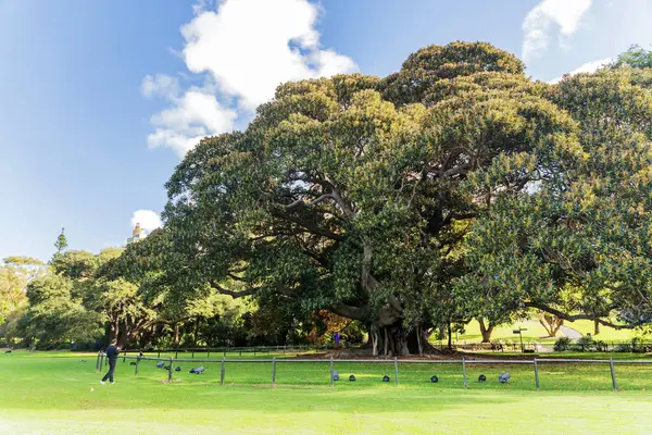 Sydney Kraliyet Botanik Bahçesi. Bahçe 1816 yılında açıldı ve Avustralya 'nın en eski bilimsel enstitüsüdür..