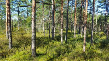 Estonya bataklığı bozkırı doğa yolu ulusal park