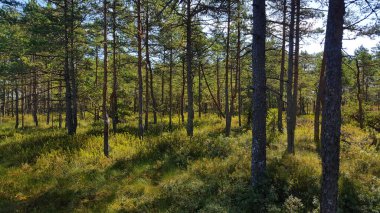 Estonya bataklığı bozkırı doğa yolu ulusal park