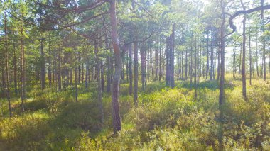 Estonya bataklığı bozkırı doğa yolu ulusal park