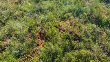 Estonya bataklığı bozkırı doğa yolu ulusal park