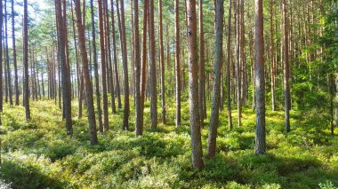 Estonya bataklığı bozkırı doğa yolu ulusal park