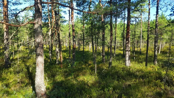 Estonya bataklığı bozkırı doğa yolu ulusal park