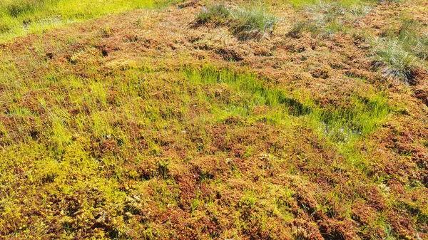 stock image estonia swamp moor landscape nature trail national park