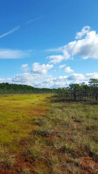 Estonia Palude Brughiera Paesaggio Natura Sentiero Parco Nazionale — Foto Stock