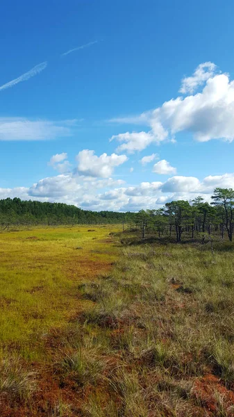 Stock image estonia swamp moor landscape nature trail national park