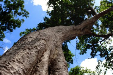 Angkor ne tapınağı Kamboçya phnom penh siem hasadı