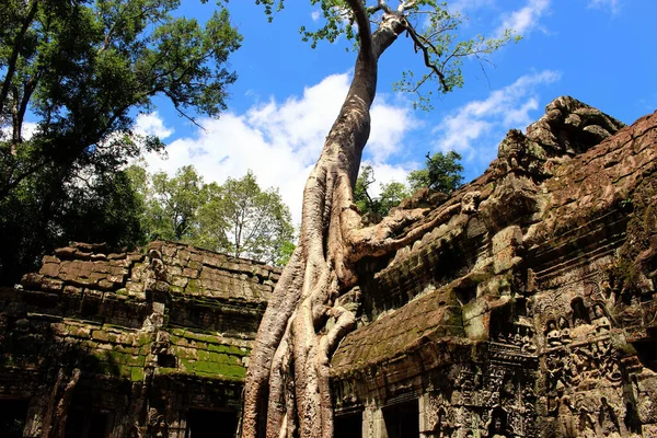 Angkor Wat Temple Cambodia Phnom Penh Siem — стоковое фото