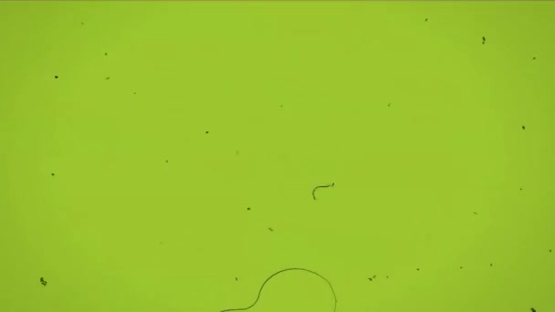 Зелений Екран Плівка Стрічкова Котушка — стокове відео