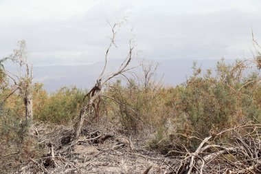 İsrail Çölü Kum Toprakları Çorak Topraklar Topraklar