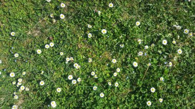 yeşil çimen doğa manzarası