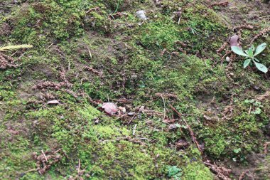 yeşil çimen doğa manzarası