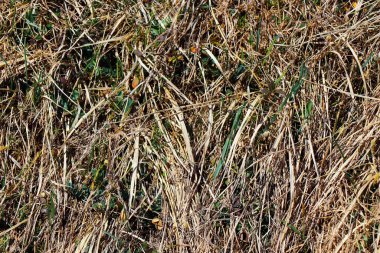 yeşil çimen doğa manzarası