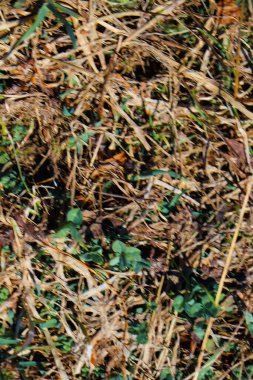 yeşil çimen doğa manzarası