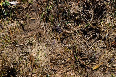 yeşil çimen doğa manzarası