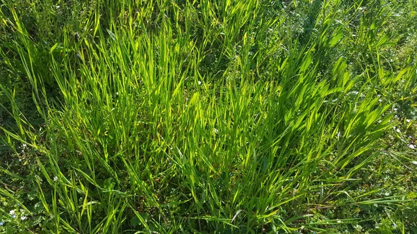 绿草植物自然景观 — 图库照片