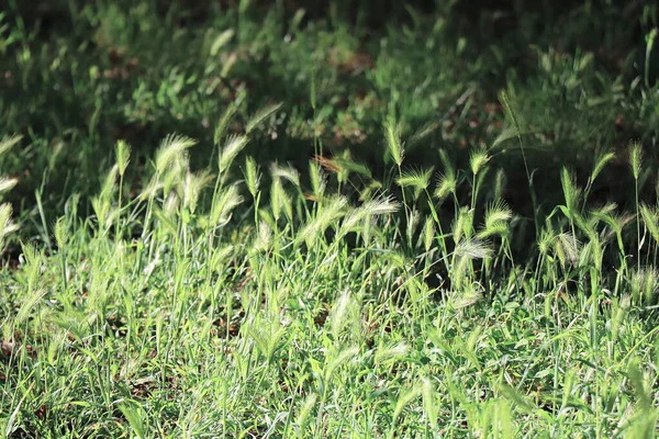 stock image green grass plant nature landscape