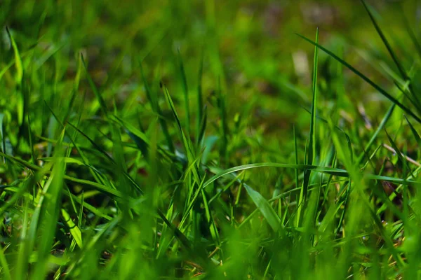 Grüne Graspflanze Naturlandschaft — Stockfoto