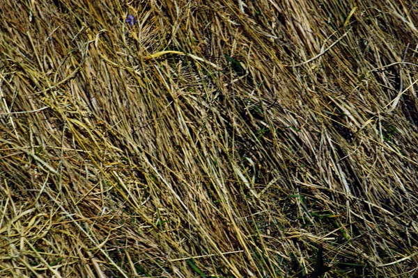 Groen Gras Plant Natuur Landschap — Stockfoto