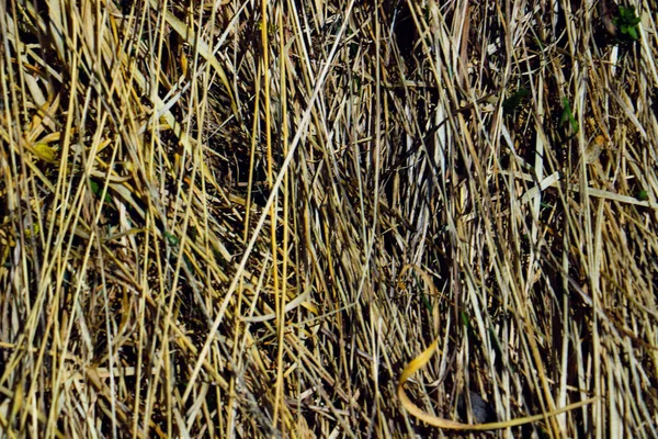 緑の草の植物の自然景観 — ストック写真