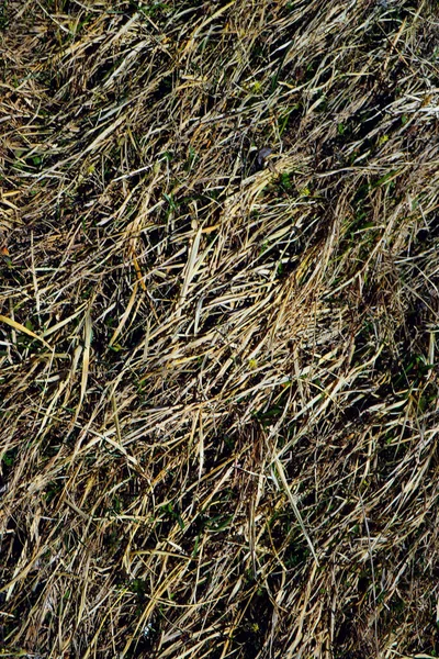 Green Grass Plant Nature Landscape — Stock Photo, Image