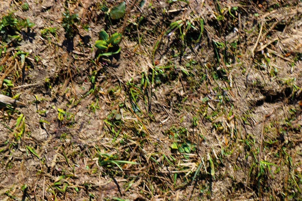 Groen Gras Plant Natuur Landschap — Stockfoto