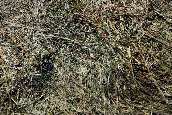 Rumput Hijau Tanaman Alam Lanskap — Stok Foto