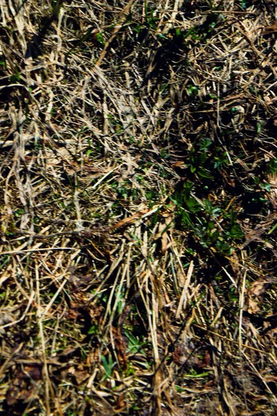 緑の草の植物の自然景観 — ストック写真