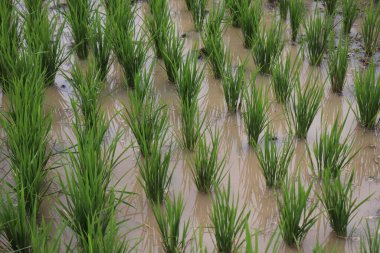 Güney Doğu Asya pirinç tarlası