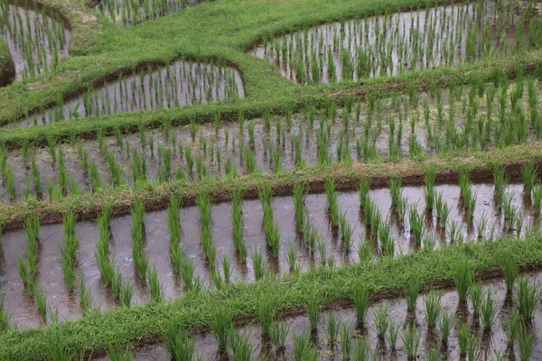 Południowo Wschodnia Azja Ryż Pole Ryżowe Paddy — Zdjęcie stockowe