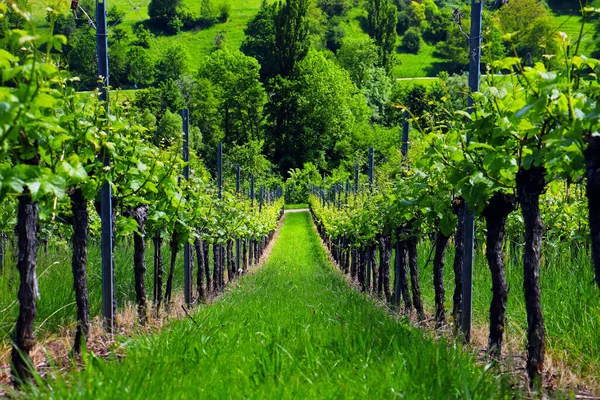 ヨーロッパ南ドイツのブドウ畑の風景 ロイヤリティフリーのストック写真