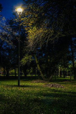 Sonbaharda fenerli, gece parkında sarı yapraklı, kuyruklu çimenler. Sonbahar sezonu boyunca parktaki banklar. Geceleri fenerlerle dolu bir parkın aydınlanması. Park Kyoto