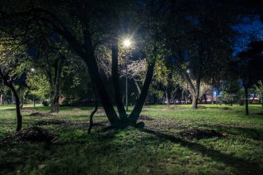 Sonbaharda fenerli, gece parkında sarı yapraklı, kuyruklu çimenler. Sonbahar sezonu boyunca parktaki banklar. Geceleri fenerlerle dolu bir parkın aydınlanması. Park Kyoto