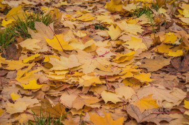 Kahverengi ve turuncu sonbahar yaprakları. Açık havada. Düşen sonbahar yapraklarının renkli arkaplan resmi mevsimsel kullanım için mükemmel. Metin için boşluk.
