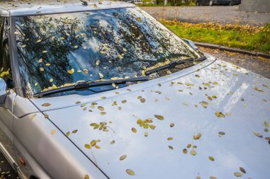 Sarı yapraklarla kaplı gri bir arabanın ön camı ve kaputu. Arabanın ön camında sarı yapraklar var. Altın sonbahar.