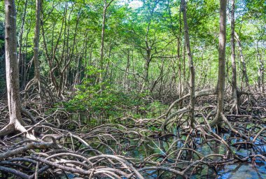 Küçük bir nehir, kökleri bükülmüş kalın ağaçlarla bir mangrov ormanının içinden akar. Su yeşil ve temiz. Dominik Cumhuriyeti