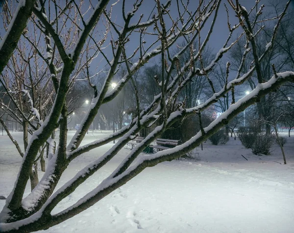 The snowy roads in the night park with lanterns in the winter. Benches in the park during the winter season at night. Illumination of a park road with lanterns at night. Snow on trees. Park Kyoto.Kyiv