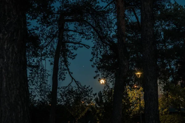 Maan Het Stadspark Maan Schijnt Avonds Achter Takken Van Bomen — Stockfoto