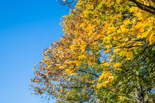美丽的秋天枫叶映衬着蓝天 映衬在公园的树上 金秋秋天美丽的金叶 — 图库照片