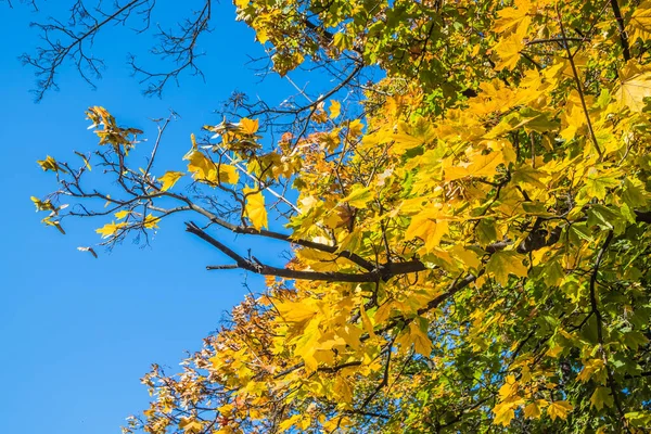 Όμορφα Κίτρινα Φύλλα Σφενδάμου Του Φθινοπώρου Δέντρα Στο Πάρκο Ενάντια — Φωτογραφία Αρχείου