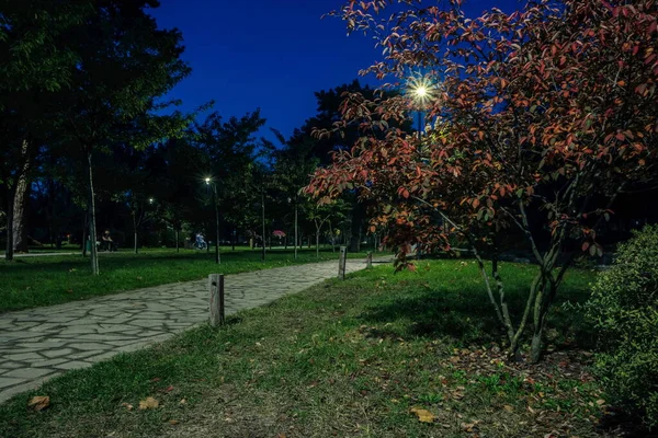 Хвостовая Дорога Желтыми Листочками Ночном Парке Фонарями Осенью Скамейки Парке — стоковое фото