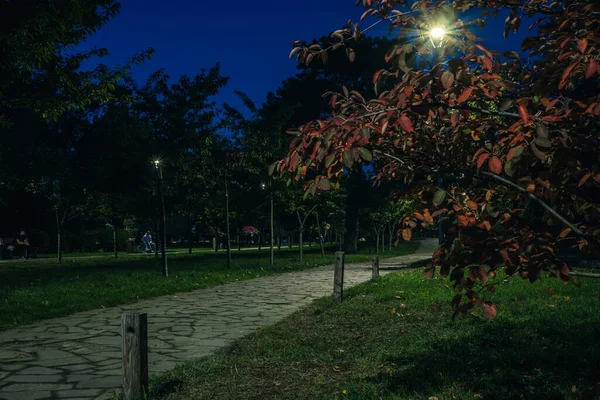 Estrada Cauda Com Folhas Amarelas Parque Noturno Com Lanternas Outono — Fotografia de Stock