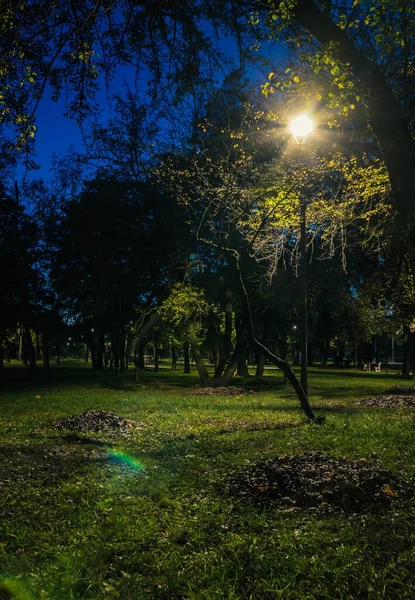 Césped Cola Con Hojas Amarillas Parque Nocturno Con Linternas Otoño —  Fotos de Stock